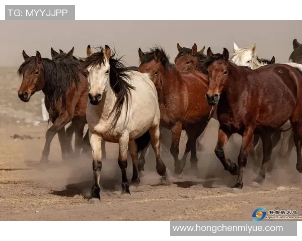 开911的足球明星背后的故事与传奇人生揭秘