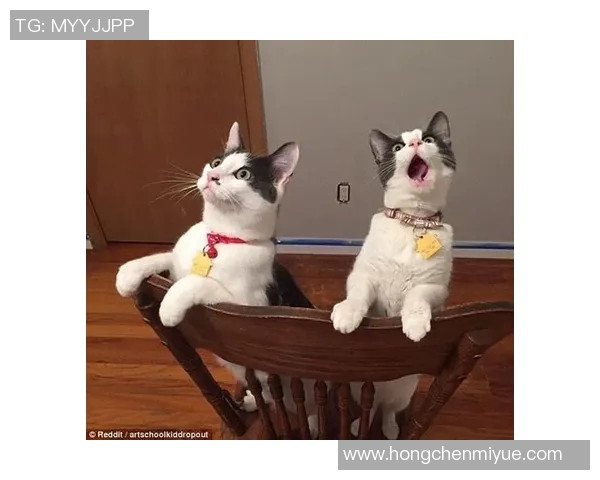 猫咪踢足球大赛精彩瞬间集锦让你捧腹大笑的明星视频合集